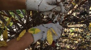 Осенняя обрезка жимолости (омолаживающая, санитарная, декоративная)!