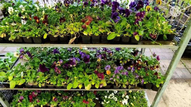 ЕДЕМ В САДОВУЮ КОМПАНИЮ "САДКО" ЗА РАССАДОЙ. ПРИГЛАШАЮ ВАС ВМЕСТЕ С НАМИ. СОВЕТУЮ ПОСМОТРЕТЬ смотреть онлайн