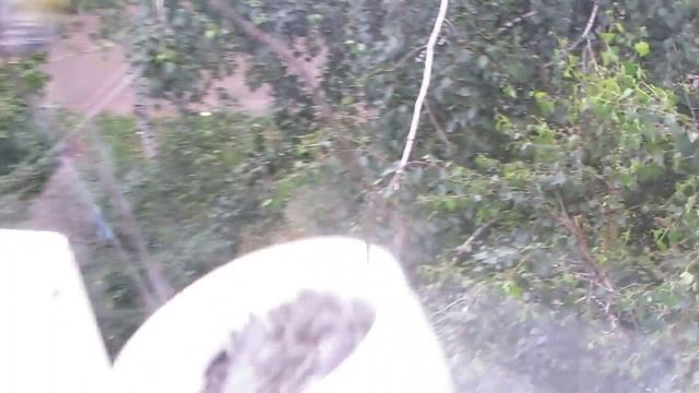 птенец синицы выпрашивает у родителя еду смотреть онлайн