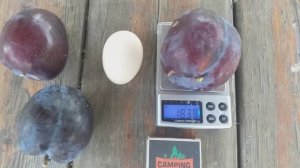 Самая крупная слива в мире!!! Слива Бербанк Гигант (plum Berbank Giant). Плоды Гиганты.