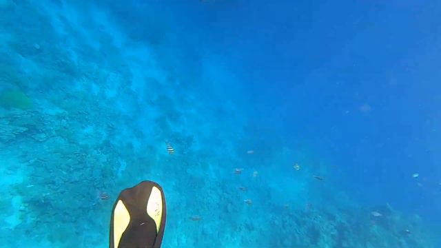 Титановый спинорог нападает. Шарм-Эль-Шейх. (Triggerfish attacks. Sharm El Sheikh.) 23.09.2021 смотреть онлайн