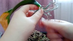 Как спасти мертвую орхидею? Остались корешки и один листик, что делать?
