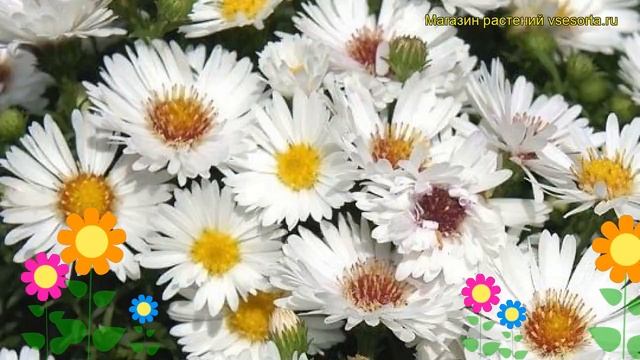 Астра новобельгийская Маджик вайт. Краткий обзор, описание aster novi-belgii Magic White смотреть онлайн