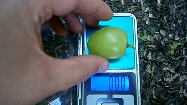 Виноград Богатяновский. смотреть онлайн