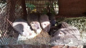 Как и чем правильно кормить нутрий.