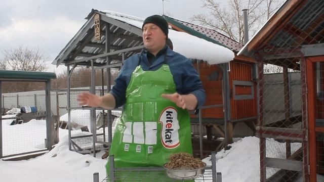 ПРАВИЛЬНОЕ КОРМЛЕНИЕ ПЛЕМЕННЫХ ПЕТУХОВ. смотреть онлайн