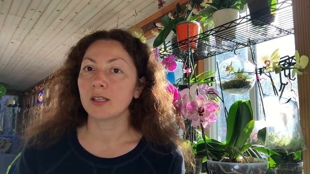 Орхидея ПСИХОПСИС /Psychopsis смотреть онлайн