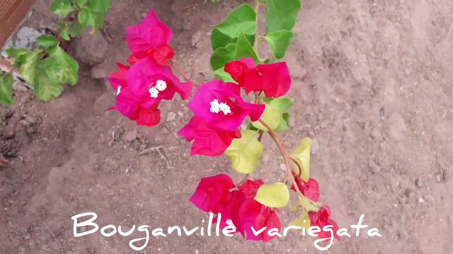 Olha o tamanho dessa 😱😱😱 BOUGAINVILLEA VARIEGATA FLORINDO 🌺🌺🌺🌺🌺 смотреть онлайн