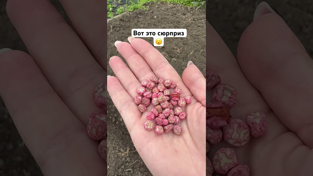 Семена гороха #дача #деревня #огород