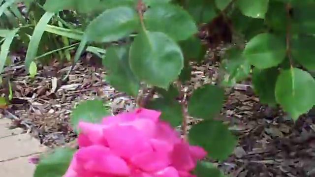 Prairie Breeze rose смотреть онлайн