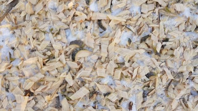 Садовый измельчитель веток - помощник при обрезке плодовых деревьев смотреть онлайн