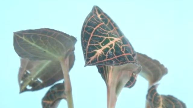 Jewel Orchid  Anoectochilus Annamensis Var /  драгоценные орхидеи