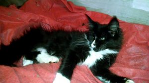 Кошечка Мейн-кун американского фенотипа породы  Категория Breed  Окрас   биколор