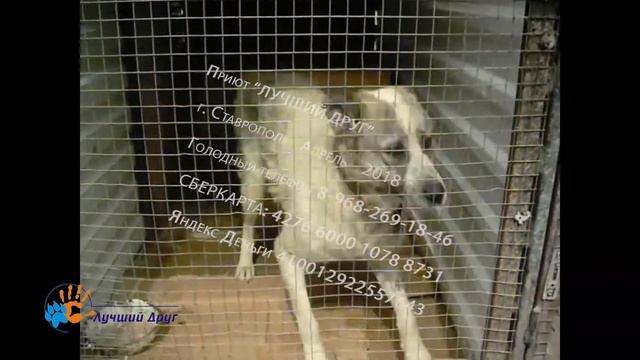 Собака Ксень Санна смотреть онлайн