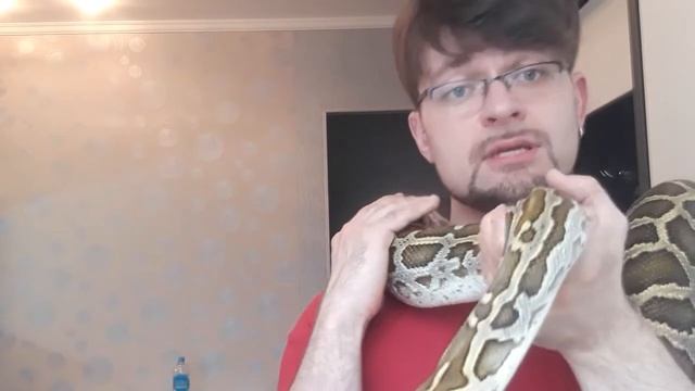тигровый питон смотреть онлайн