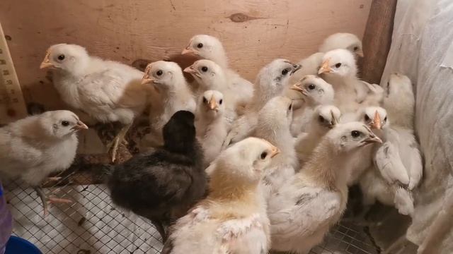 Цыплята. Новый вывод. 1,5 недели смотреть онлайн