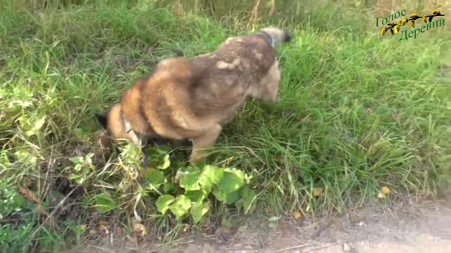 10 лет жизни собаки в неволе смотреть онлайн