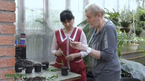 Сезон размножения. Марниера  - черенкование.