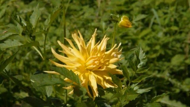 Самые красивые цветы в мире ( Beautiful flowers of Russia) смотреть онлайн