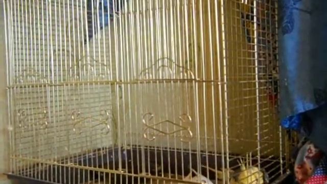 Корелла Фиби заболела (Кузя и Фиби) 4 The disease Corella смотреть онлайн