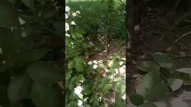 Роза парковая Ватерлоо（Waterloo）.Первое цветение. смотреть онлайн