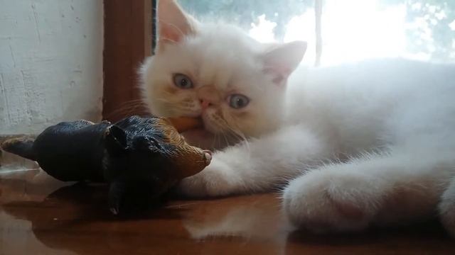 Джонни играет и как приучить котенка к туалету/загляни в описание, друг)\ смотреть онлайн