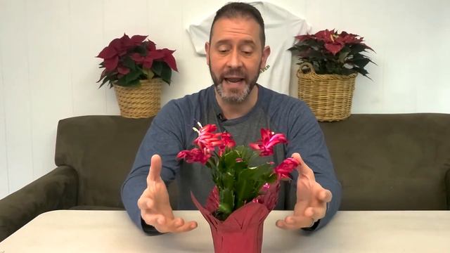 ❤🌵 Christmas Cactus Plant Care - SGD 260 🌵❤ смотреть онлайн