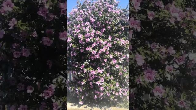 Потрясающий Садовый гибискус розовый в Песчаном 20.07.2022 смотреть онлайн