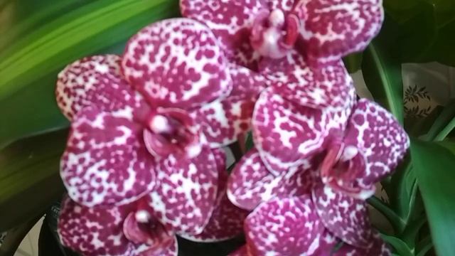 Мой 🐈ДИКИЙ КОТ 🐈 Закончились хотелочки😊😆😂😂(08.11.2020) смотреть онлайн