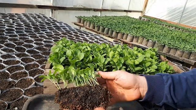 Пикировка Баклажан смотреть онлайн