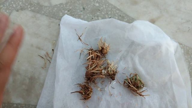 Callect Seeds Of Gazania Plant For Next Season// Loving Garden смотреть онлайн