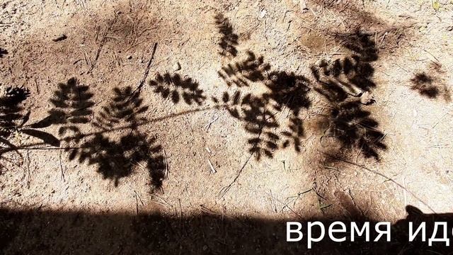 Загадка-3. Определи растение по его тени за 19 секунд. Подсказка - растение хорошо известно на Урал смотреть онлайн