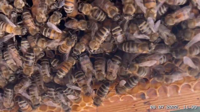 Кто поймал молодую кавказянку смотреть онлайн