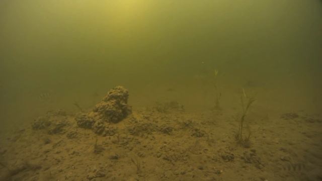 Подледное видео.Зимняя блесна от SALMO. Часть 4. смотреть онлайн