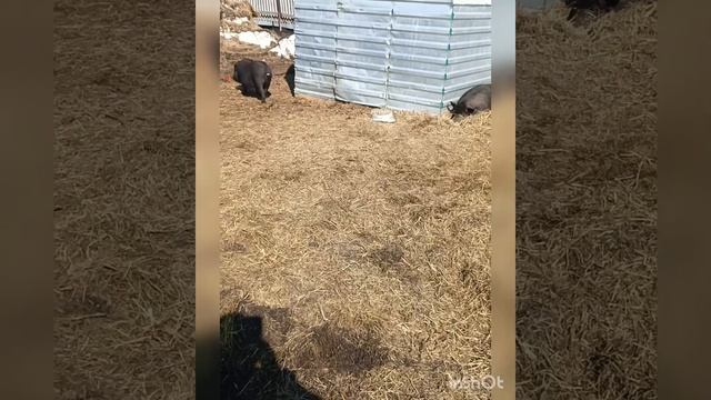 МНОГОДЕТНАЯ БЕЗ 11ДЕТЕЙ ? - ОНА НАС КОРМИТ И МЫ ЕЁ ЛЮБИМ - НА ГОРОДСКОМ ХОЗЯЙСТВЕ , БЕЗ ДЕРЕВНИ ?? смотреть онлайн