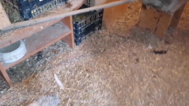 Такого вывода цыплят у меня ещё точно не было. смотреть онлайн