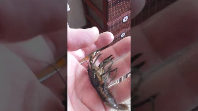 Рак аквариумный ( австралийский и голубой кубинский) смотреть онлайн