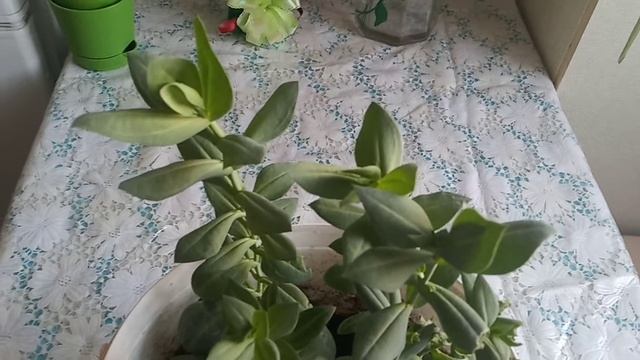 Садовые цветы : ЭУСТОМА . Зимует в квартире смотреть онлайн