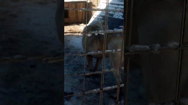 Снежок и Шкода смотреть онлайн