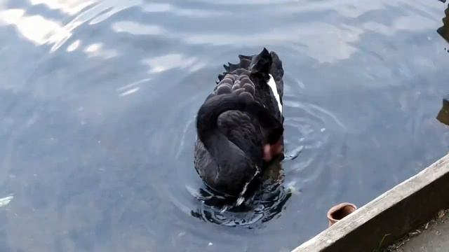 Чёрный лебедь.Зеленоград. Пруд Быково болото. 1-й мкр. смотреть онлайн