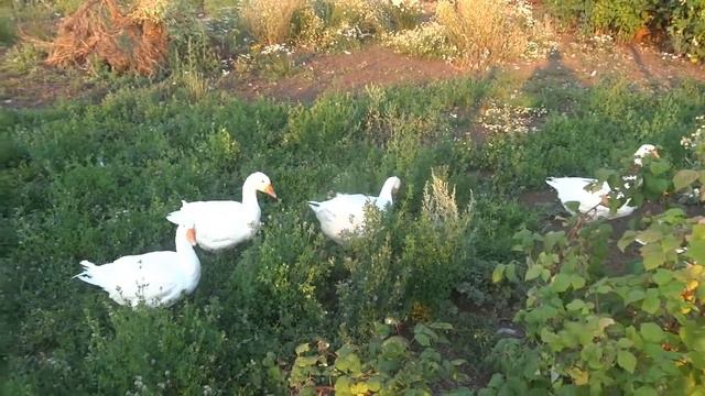 ГУСИ В САДУ смотреть онлайн