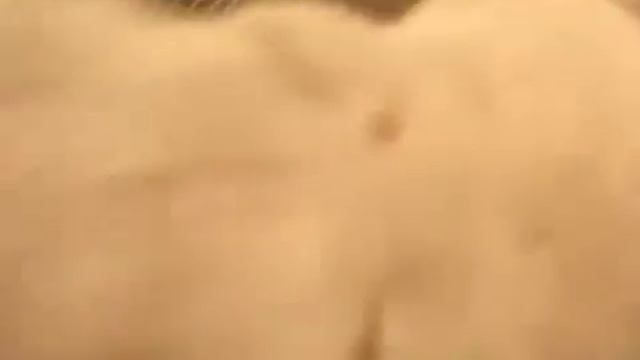 В уфимском цирке львы напали на дрессировщиков? смотреть онлайн