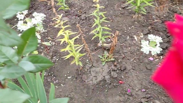 Роза или шиповник//отличие//не всегда шиповник если даже 7листочков//. смотреть онлайн