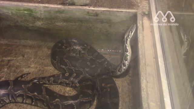 PITON vs TIGRE: QUEM VENCE ESSA BATALHA? | Pyton x Tiger Fight Real смотреть онлайн