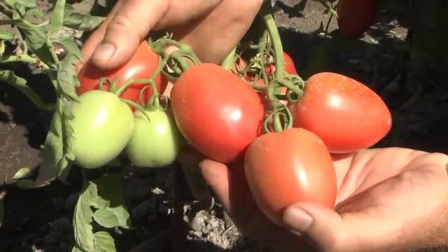 Дачные советы Галины Старосельцевой Ноябрь 17-2022 смотреть онлайн