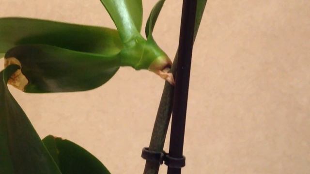 ДЕТКА НА ЦВЕТОНОСЕ ОРХИДЕИ! ОРХИДЕЮ ТРУДНО УБИТЬ! смотреть онлайн