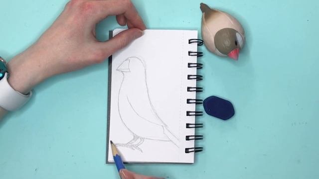 Draw 1,000 Birds With Me Java Finch 8 of 10 смотреть онлайн