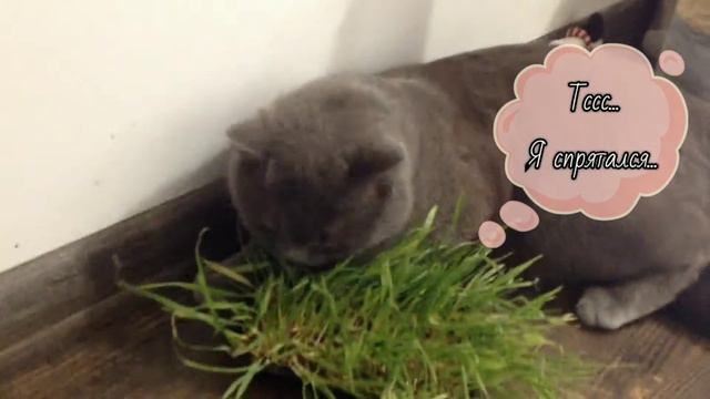 Локи - кто-то ждет искушенья... Кто-то сам хочет искушать! Делай, что хочешь сам! смотреть онлайн