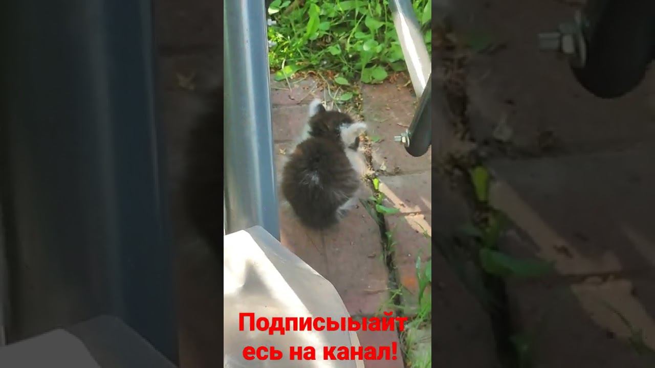 котëнок и клубок с солнцем! смотреть онлайн