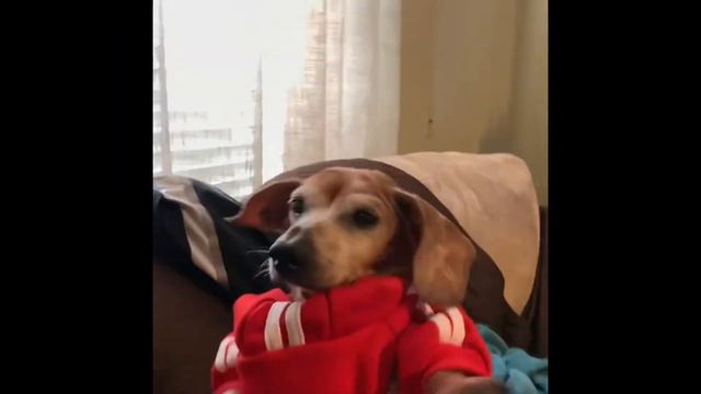 Rapping Dachshund Cocoa “Adidog” смотреть онлайн